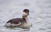 horned grebe 16