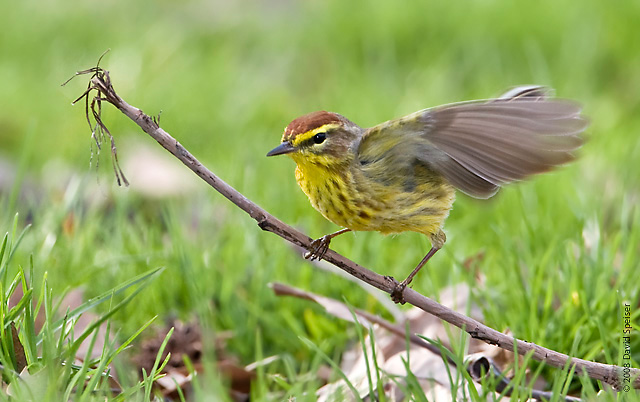 Palm Warbler