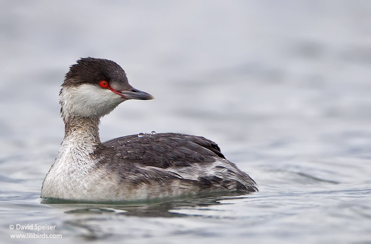 horned grebe 17