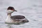 horned grebe 17