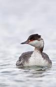 horned grebe 18