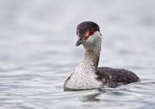 horned grebe 19