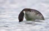 horned grebe 20