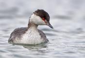 horned grebe 21