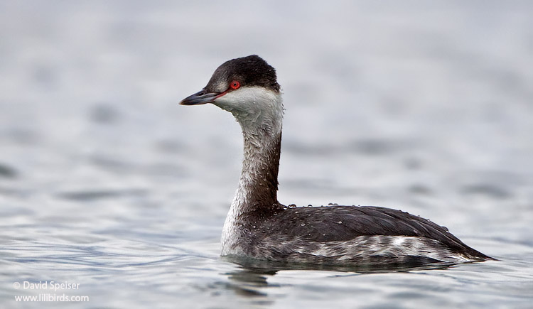 horned grebe 22