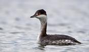 horned grebe 22