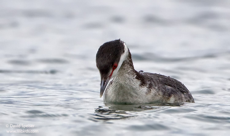 horned grebe 23