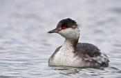 horned grebe 24