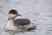 Horned Grebe