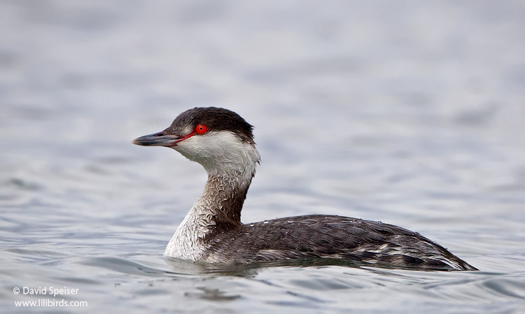 horned grebe 26