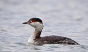 horned grebe 26