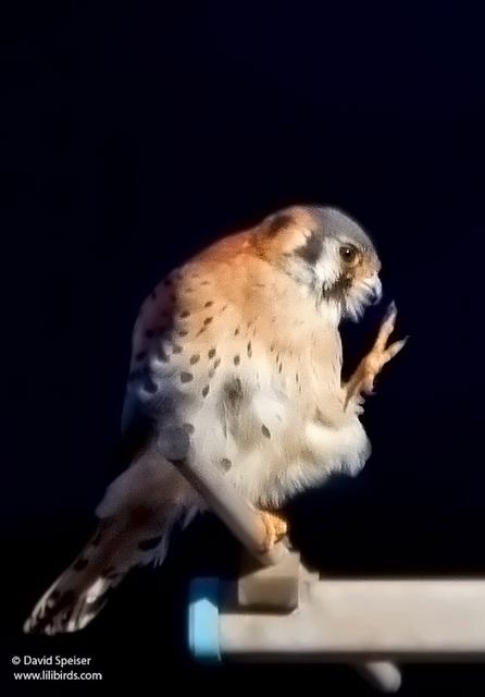 american kestrel 1a