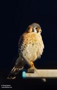 American Kestrel