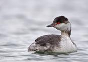 Horned Grebe