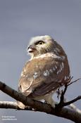 northern saw-whet owl 1