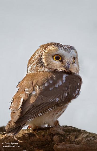 Northern Saw-whet Owl