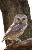 northern saw-whet owl 3