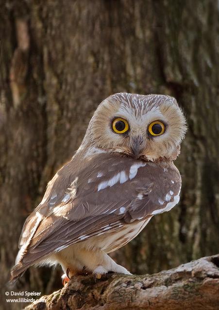 Northern Saw-whet Owl