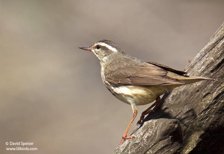 Louisiana Waterthrush