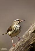 Louisiana Waterthrush