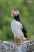 Atlantic Puffin