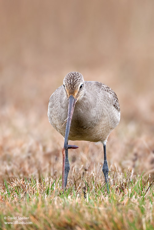 hudsonian godwit 3