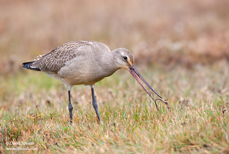 hudsonian godwit 7