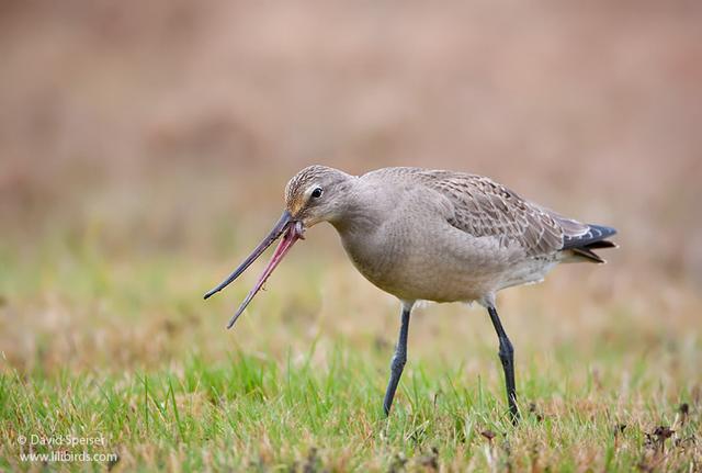 hudsonian godwit 6