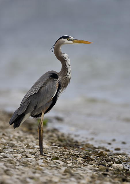 Great Blue Heron