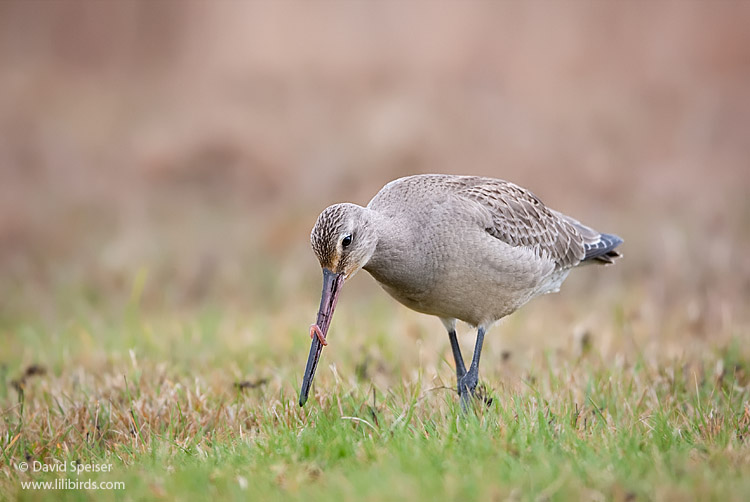 hudsonian godwit 5