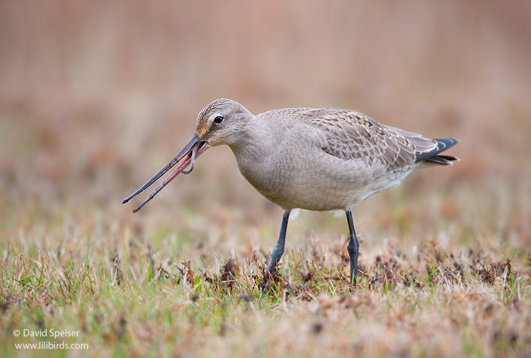 hudsonian godwit 4