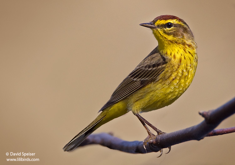 Palm Warbler