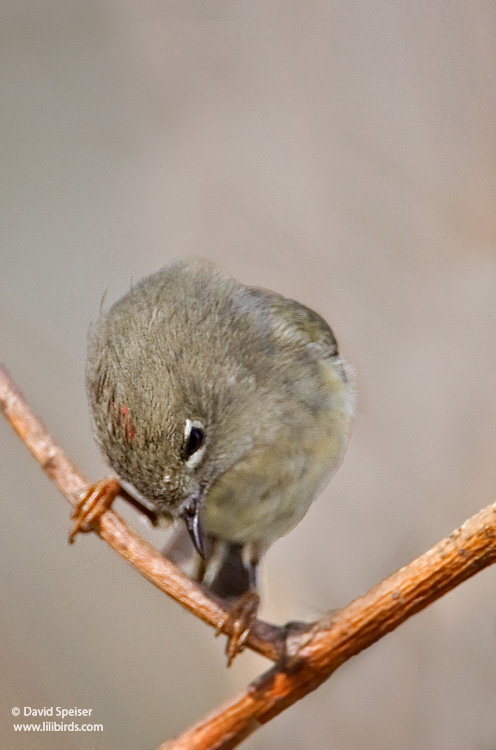 Ruby-crowned Kinglet