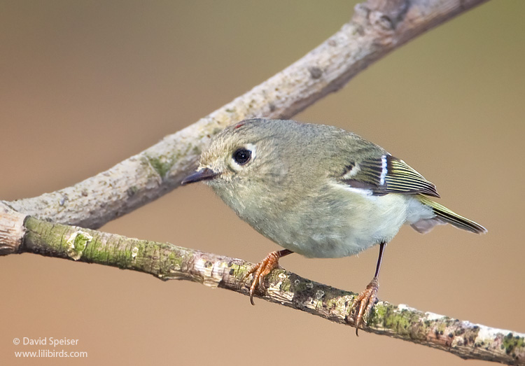 Ruby-crowned Kinglet