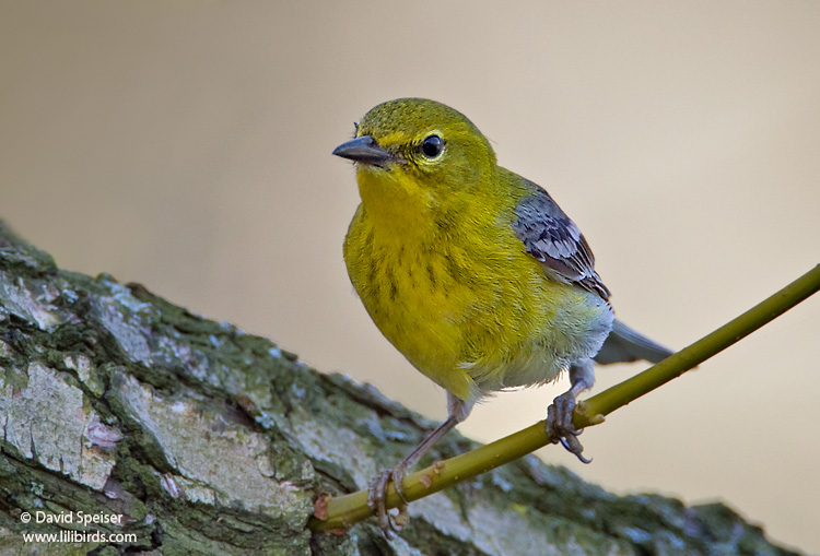 Pine Warbler