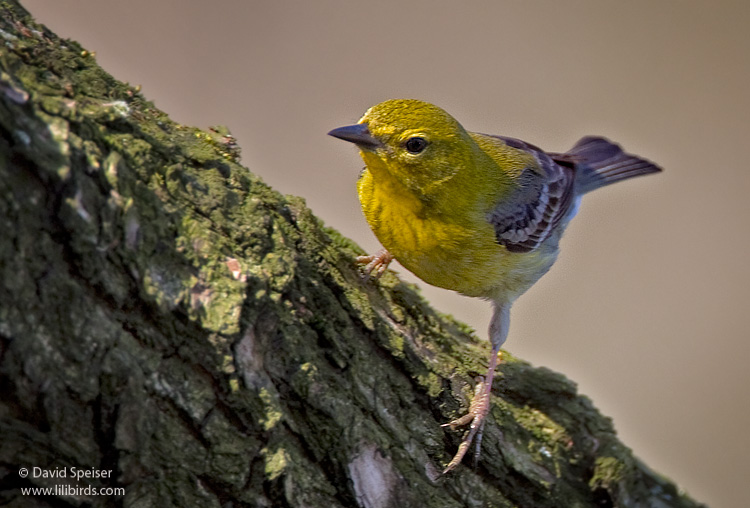 pine warbler 1