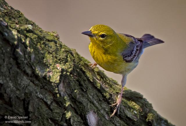 pine warbler 1