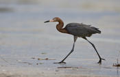 Reddish Egret