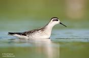 red-necked phalarope 2a