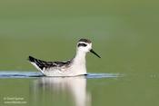 red-necked phalarope 3