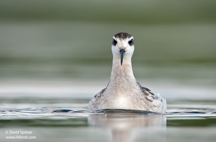 red-necked phalarope 4