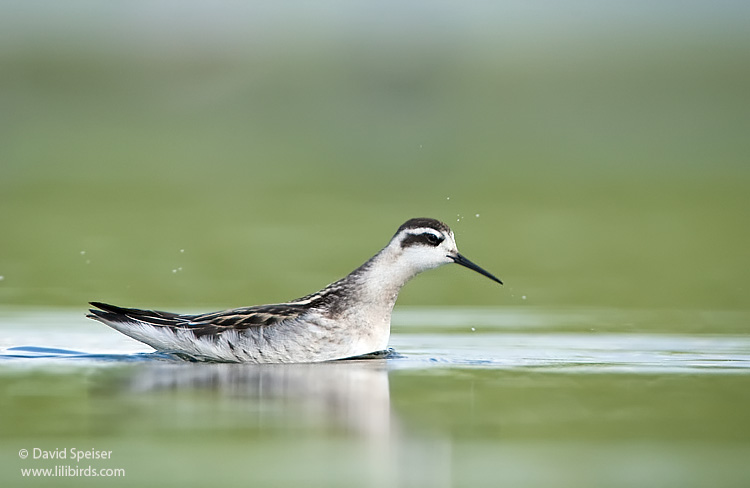 red-necked phalarope 5