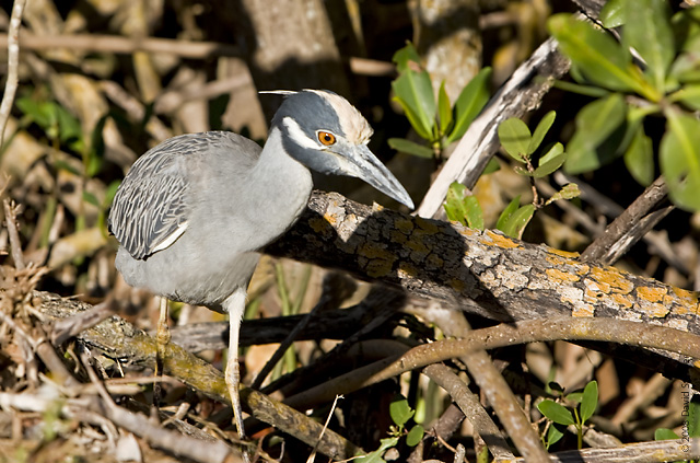 Yellow-crowned Night Heron