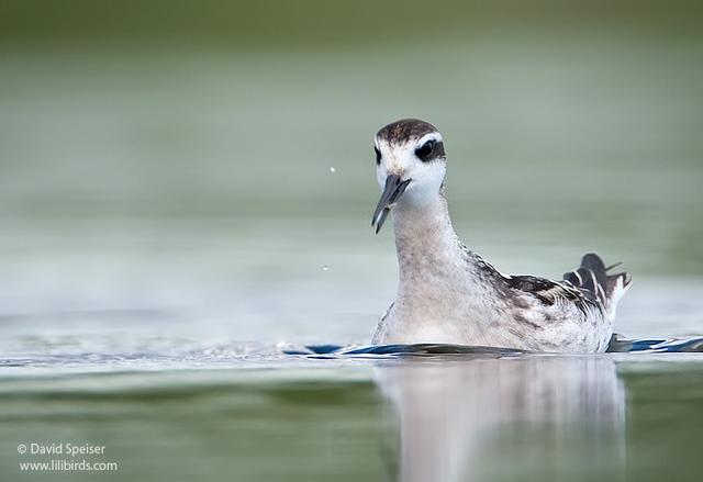 red-necked phalarope 6