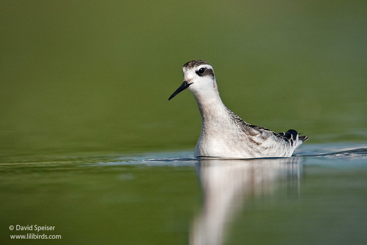 red-necked phalarope 7