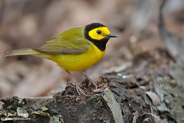 hooded warbler 2