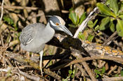 Yellow-crowned Night Heron