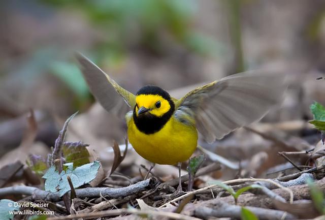 hooded warbler 3