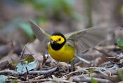 hooded warbler 3