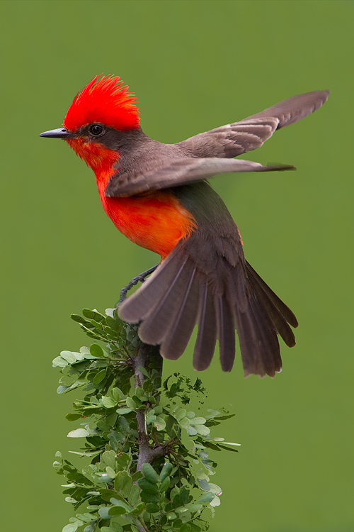 Vermillion Flycatcher